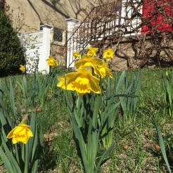 YAY!!! The Daffodils are blooming.